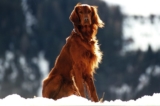 DNA Diagnostics Center – Veterinary DNA Test – Canine – Dog Breed