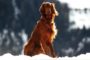 DNA Diagnostics Center - Veterinary DNA Test - Canine - Dog Breed
