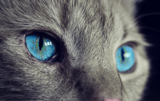 DNA Diagnostics Center – Veterinary DNA Test – Feline – PKD DNA Testing