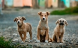 DNA Diagnostics Center – Veterinary DNA Test – Canine – DNA Profiling