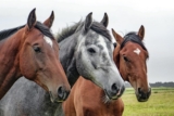 DNA Diagnostics Center – Veterinary DNA Test – Equine – Parentage Verification
