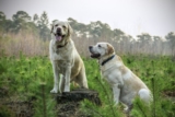 DNA Diagnostics Center – Veterinary DNA Test – Canine – Parentage
