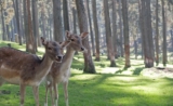 DNA Solutions – Animal Services – Deer