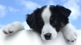 DNA Worldwide – Dog Parentage DNA Testing