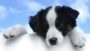 DNA Worldwide - Dog Parentage DNA Testing