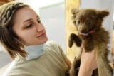 DNA Diagnostics Center – Veterinary DNA Test – Canine – Inherited Traits